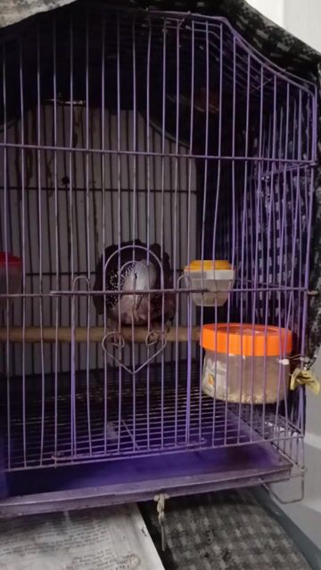 chim cu gáy giọng thổ đồng. Mua bán Chim tại Quận Đống Đa Hà Nội được đăng bởi Tuấn Hưng hình 1