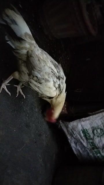 Gà mái Bướm bông 2kg Cái. Mua bán Gà tại Quận 8 Tp Hồ Chí Minh được đăng bởi đại  hình 1