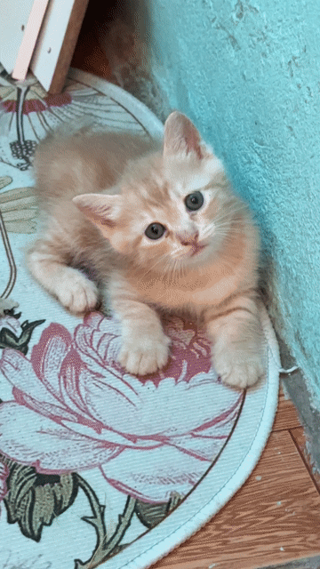 Mèo Anh lông ngắn lai Vàng trắng. Mua bán Mèo tại Huyện Chương Mỹ Hà Nội được đăng bởi hoàng linh hình 1