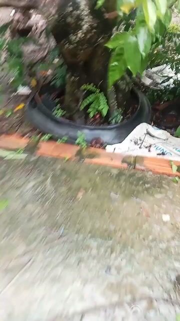 Cây khế chua . Mua bán Cây cảnh, đồ trang trí tại Thành phố Trà Vinh Trà Vinh được đăng bởi Nguyenthanh hình 1