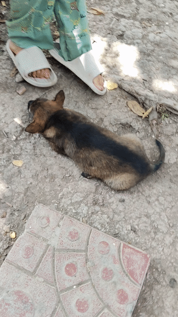 Chó cỏ lai lông xù nhẹ rất dể ăn uống. Mua bán Chó tại Huyện Phong Điền Cần Thơ được đăng bởi Võ Tuấn Đạt hình 1