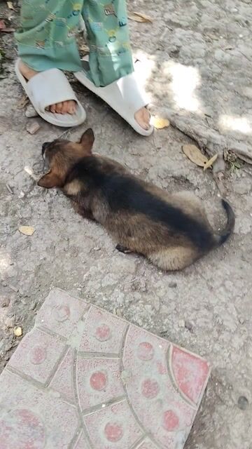 Chó cỏ lai lông xù nhẹ rất dể ăn uống. Mua bán Chó tại Huyện Phong Điền Cần Thơ được đăng bởi Võ Tuấn Đạt hình 1