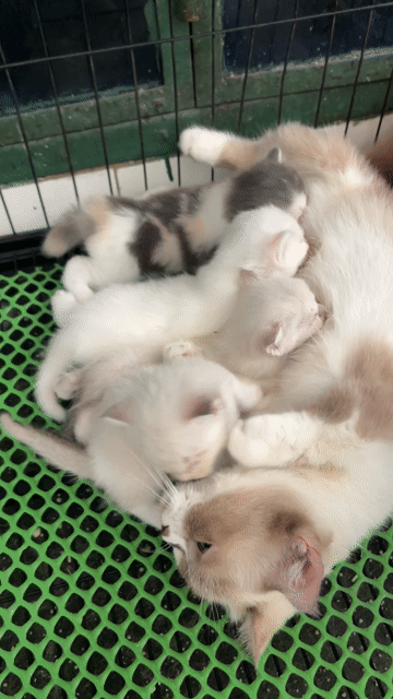 Mèo Hyma lùn và dài tìm nhà. Mua bán Mèo tại Quận 11 Tp Hồ Chí Minh được đăng bởi Ngọc Ngọc Meow hình 1