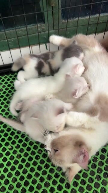Mèo Hyma lùn và dài tìm nhà. Mua bán Mèo tại Quận 11 Tp Hồ Chí Minh được đăng bởi Ngọc Ngọc Meow hình 1