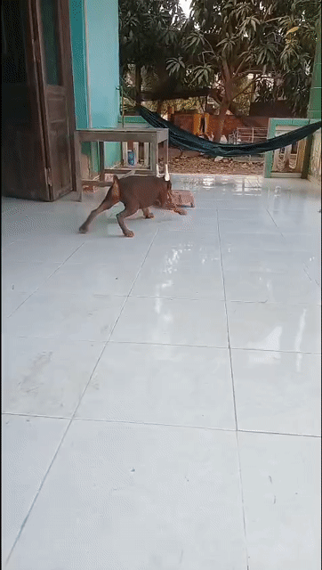 Chó Doberman cái 3.5 tháng. Mua bán Chó tại Huyện Cần Đước Long An được đăng bởi Where Are You hình 1
