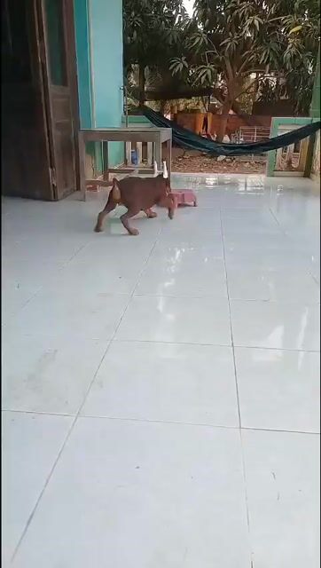 Chó Doberman cái 3.5 tháng. Mua bán Chó tại Huyện Cần Đước Long An được đăng bởi Where Are You hình 1