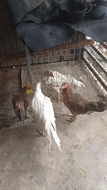 Gà giống 5 tháng trống mái. Mua bán Gà tại Thành phố Long Khánh Đồng Nai được đăng bởi Sang hình 1
