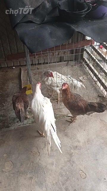 Gà giống 5 tháng trống mái. Mua bán Gà tại Thành phố Long Khánh Đồng Nai được đăng bởi Sang hình 1