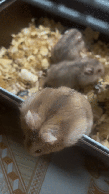 Chuột Hamster Trà sữa 3 con. Mua bán Thú cưng khác tại Quận 12 Tp Hồ Chí Minh được đăng bởi Thành Trung hình 1