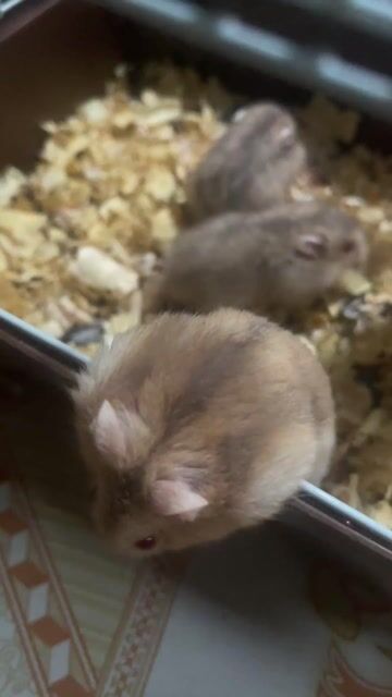 Chuột Hamster Trà sữa 3 con. Mua bán Thú cưng khác tại Quận 12 Tp Hồ Chí Minh được đăng bởi Thành Trung hình 1