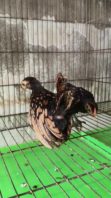 Cặp vảy cá đồng hàng đẹp ko lem. Mua bán Gà tại Quận 12 Tp Hồ Chí Minh được đăng bởi Gà Kiểng Sài Gòn  hình 1