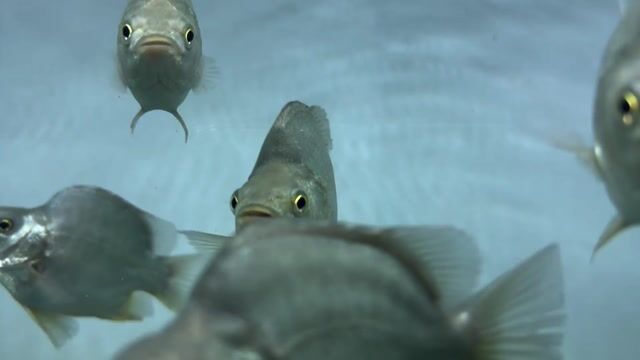 Cá Mú Úc Body Short. Mua bán Thú cưng khác tại Quận Bình Tân Tp Hồ Chí Minh được đăng bởi Cá Cảnh JK HCM hình 1