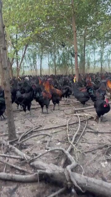 Gà đen Tây Bắc Trống Mái. Mua bán Gà tại Huyện Trà Ôn Vĩnh Long được đăng bởi Phạm Phú Tỷ hình 1