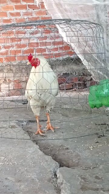 Gà tơ Trắng 2.9kg. Mua bán Gà tại Huyện Ba Tri Bến Tre được đăng bởi Thanh hình 1