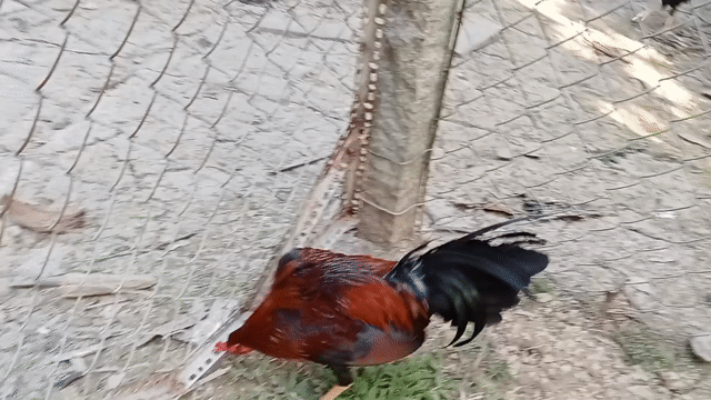 Gà tre Kelso Cuban Mỹ Đực. Mua bán Gà tại Huyện Cái Bè Tiền Giang được đăng bởi nguyễn anh Dũng hình 1