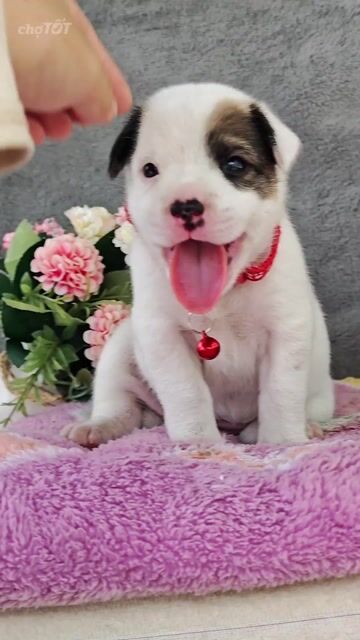Gái Nhật lai dễ thương mực cưng ạ. Mua bán Chó tại Huyện Hóc Môn Tp Hồ Chí Minh được đăng bởi Smile Pet hình 2