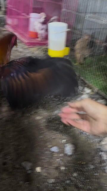 Gà xanh 1.35kg. Mua bán Gà tại Huyện Cần Đước Long An được đăng bởi Trung Vinh hình 1