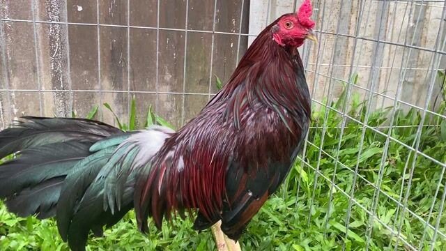Gà chọi 2.5kg Đỏ đen. Mua bán Gà tại Huyện Bình Chánh Tp Hồ Chí Minh được đăng bởi Lee Nguyen hình 1