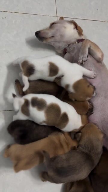 Chó con lai Phú Quốc Đực Cái 1 tháng hơn. Mua bán Chó tại Huyện Bình Chánh Tp Hồ Chí Minh được đăng bởi Tin còn đăng là hàng còn nhé hình 1