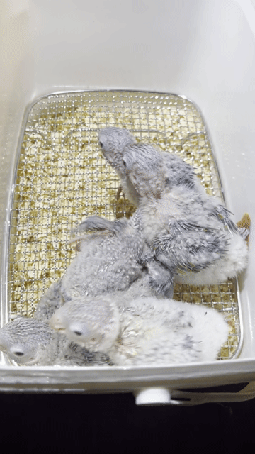 VET GREENCHEEK ĐÚT BỘT. Mua bán Chim tại Quận Gò Vấp Tp Hồ Chí Minh được đăng bởi Phương Mai hình 1