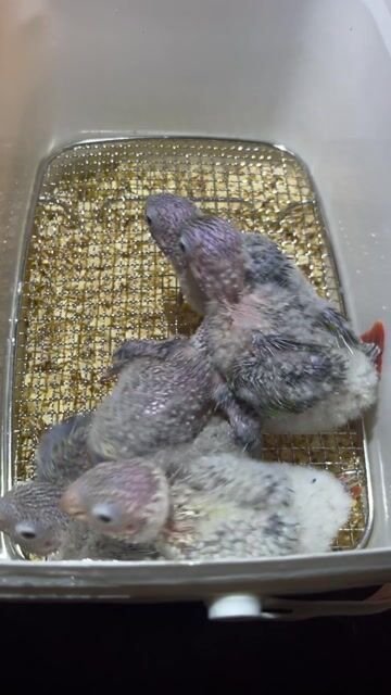 VET GREENCHEEK ĐÚT BỘT. Mua bán Chim tại Quận Gò Vấp Tp Hồ Chí Minh được đăng bởi Phương Mai hình 1