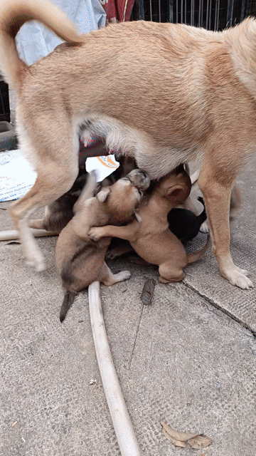 Chó con Vàng 4 con. Mua bán Chó tại Thành phố Thủ Đức Tp Hồ Chí Minh được đăng bởi đam mê hình 1
