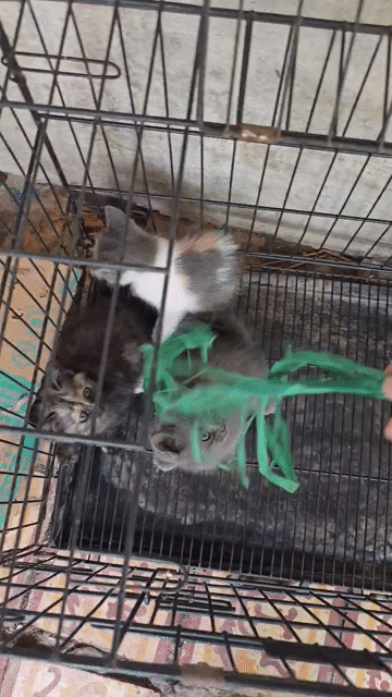 Mèo con Đực cái Xám đen vàng trắng Tốt. Mua bán Mèo tại Huyện Tam Bình Vĩnh Long được đăng bởi Hai hình 1