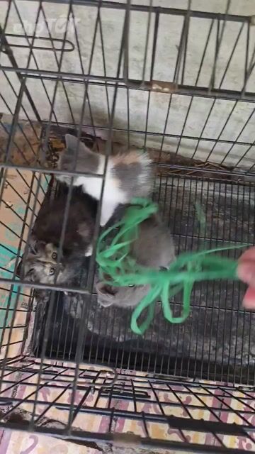 Mèo con Đực cái Xám đen vàng trắng Tốt. Mua bán Mèo tại Huyện Tam Bình Vĩnh Long được đăng bởi Hai hình 1