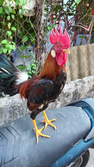 siu mỹ trang 1k3 tay 1cuc log mới. Mua bán Gà tại Thành phố Thủ Dầu Một Bình Dương được đăng bởi Thanh Tiền hình 1