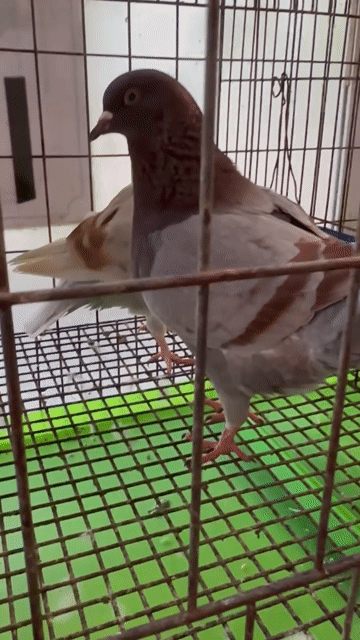 Bồ câu kiểng Gò Vấp. Mua bán Chim tại Quận Gò Vấp Tp Hồ Chí Minh được đăng bởi Trại Gà Kiểng GV hình 1