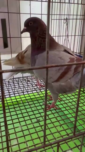 Bồ câu kiểng Gò Vấp. Mua bán Chim tại Quận Gò Vấp Tp Hồ Chí Minh được đăng bởi Trại Gà Kiểng GV hình 1