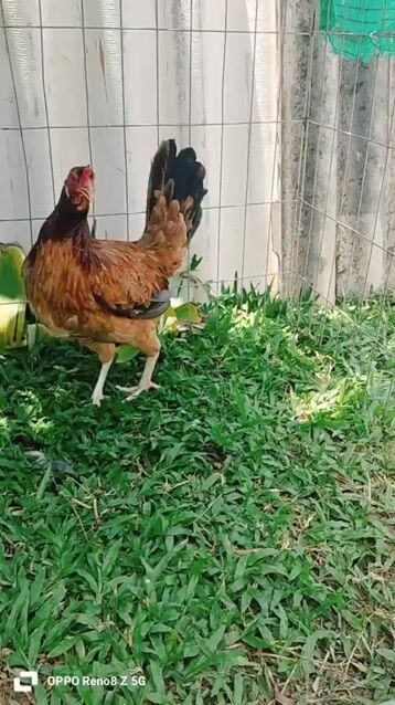 cha mẹ nhập gà hiện 2kg3 tay dữ. Mua bán Gà tại Thị xã Duyên Hải Trà Vinh được đăng bởi Việt Hưng hình 1