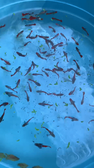 guppy Dumbo Koi, dumbo Red Tail. Mua bán Thú cưng khác tại Quận Tân Bình Tp Hồ Chí Minh được đăng bởi Ngọc Anh hình 1