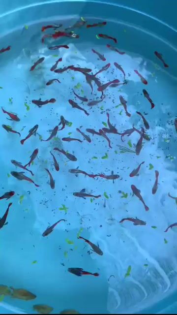 guppy Dumbo Koi, dumbo Red Tail. Mua bán Thú cưng khác tại Quận Tân Bình Tp Hồ Chí Minh được đăng bởi Ngọc Anh hình 1