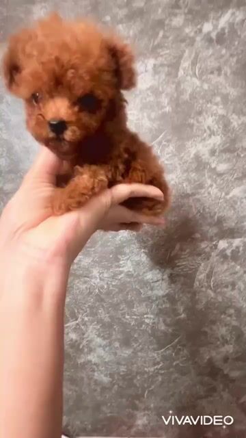 🍒🍒 POODLE (girl) NÂU ĐỎ RED TEACUP (CHUẨN SIZE) 🍒🍒. Mua bán Chó tại Huyện Hóc Môn Tp Hồ Chí Minh được đăng bởi SIÊU PET SG UY TÍN  hình 1