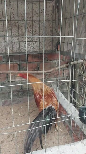 Cú lông tơ Asiu hatch 7 tháng 2kg. Mua bán Gà tại Huyện Long Thành Đồng Nai được đăng bởi Vô thường hình 1