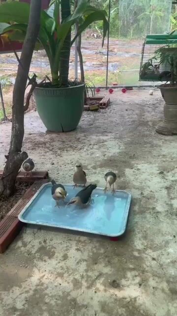 Chim Sáo đá. Mua bán Chim tại Huyện Bắc Tân Uyên Bình Dương được đăng bởi lê quang vinh hình 1