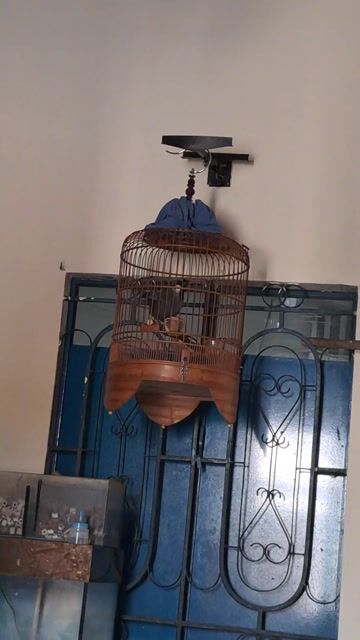 Chim cảnh đen trắng. Mua bán Chim tại Huyện Củ Chi Tp Hồ Chí Minh được đăng bởi Gà củ chi hình 2