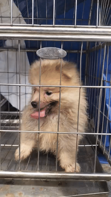 Chó Phốc Sóc Cái 2 tháng 1 mũi. Mua bán Chó tại Huyện Long Thành Đồng Nai được đăng bởi Lê Nguyễn Đăng Khoa hình 1