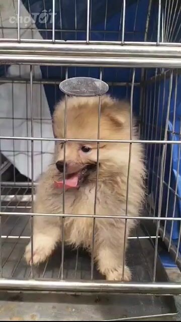 Chó Phốc Sóc Cái 2 tháng 1 mũi. Mua bán Chó tại Huyện Long Thành Đồng Nai được đăng bởi Lê Nguyễn Đăng Khoa hình 1