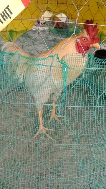 Siu mỹ Việt 3k trạng còn lên. Mua bán Gà tại Huyện Lấp Vò Đồng Tháp được đăng bởi Đam mê  hình 1