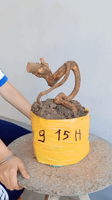 Cây cảnh Mai vàng Bonsai dáng quái. Mua bán Cây cảnh, đồ trang trí tại Huyện Tam Bình Vĩnh Long được đăng bởi canh hình 1