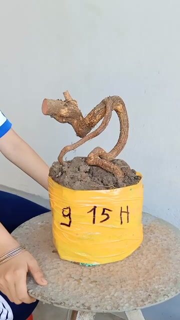 Cây cảnh Mai vàng Bonsai dáng quái. Mua bán Cây cảnh, đồ trang trí tại Huyện Tam Bình Vĩnh Long được đăng bởi canh hình 1