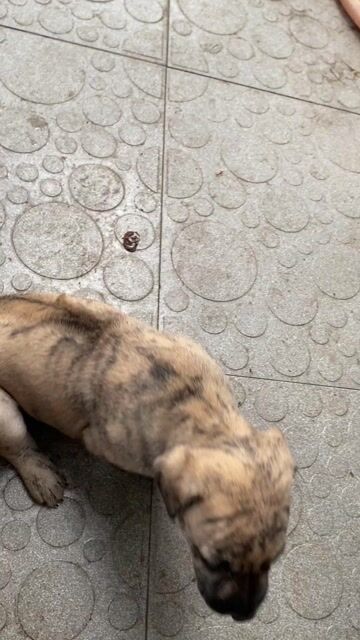 Chó Phú Quốc lai đực cái. Mua bán Chó tại Thành phố Biên Hòa Đồng Nai được đăng bởi Anh Hùng hình 1