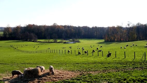 Le coeur à l'ouvrage