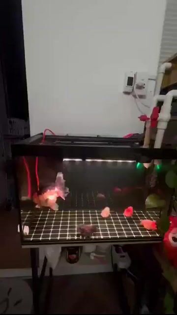 Hồ lọc vách cá 644 + chân. Mua bán Phụ kiện, Thức ăn, Dịch vụ tại Quận 8 Tp Hồ Chí Minh được đăng bởi Nguyễn Hậu hình 1