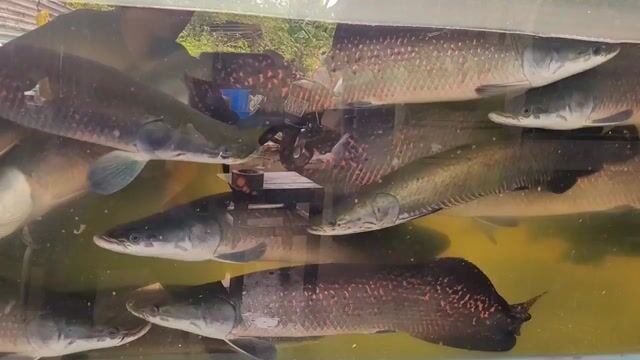 Cá hải tượng long Đỏ 60-70cm. Mua bán Thú cưng khác tại Quận 12 Tp Hồ Chí Minh được đăng bởi hải tượng long giá rẻ hình 1