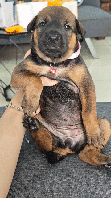 Gái vàng nhật lai ú nu chào sen ạ. Mua bán Chó tại Huyện Tri Tôn An Giang được đăng bởi Ánh Dương Pet hình 1