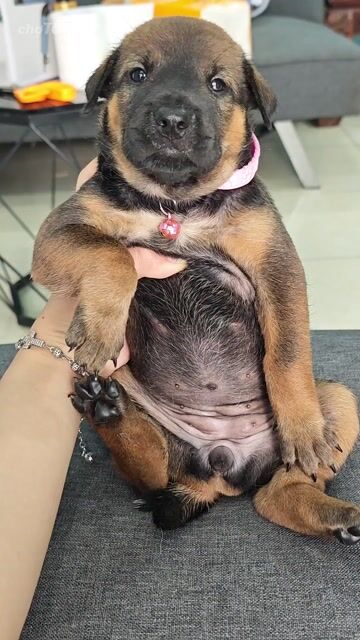 Gái vàng nhật lai ú nu chào sen ạ. Mua bán Chó tại Huyện Tri Tôn An Giang được đăng bởi Ánh Dương Pet hình 1