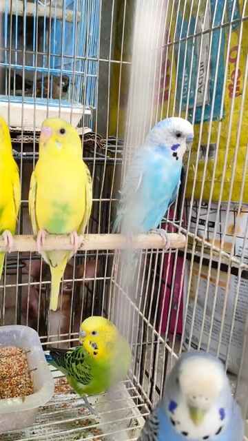 Vẹt cảnh Xanh lá, vàng, xanh dương. Mua bán Chim tại Quận Hai Bà Trưng Hà Nội được đăng bởi Shop chim cảnh hình 1